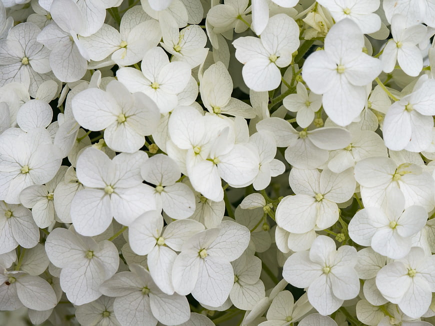 Close-up of white hydrangea flowers with delicate petals