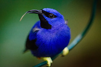 Close-up of a vibrant blue bird perched on a branch
