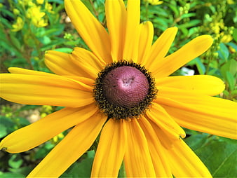 Close-up of a vibrant yellow black-eyed susan flower