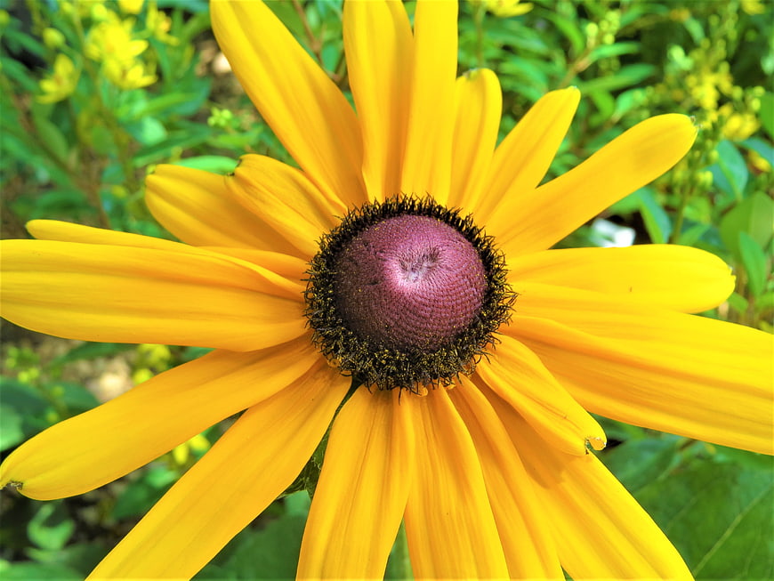 Close-up of a vibrant yellow black-eyed susan flower