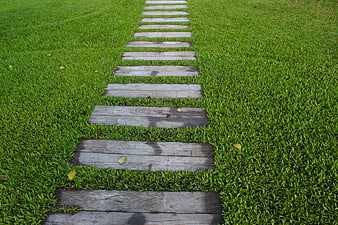 Wooden Stepping Stones Pathway in Green Grass Garden