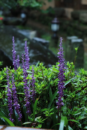 Purple Liriope Flowers Blooming in Rainy Garden