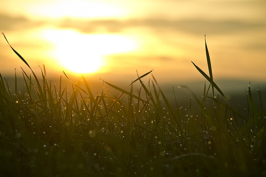 Golden Sunrise Over Dewy Grass Blades