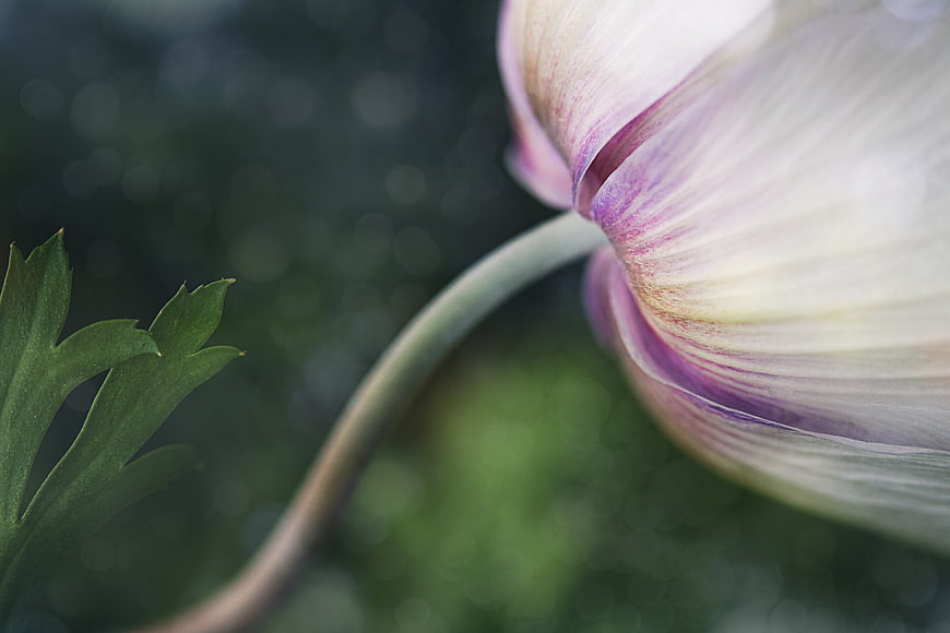 Close-up of a delicate white and purple flower bud with green leaf