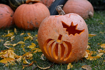Carved Halloween Pumpkin on Grass with Autumn Leaves