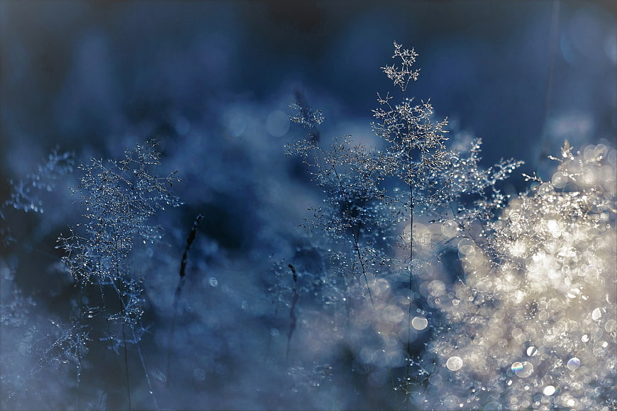 Frosty Wild Grass with Bokeh Background
