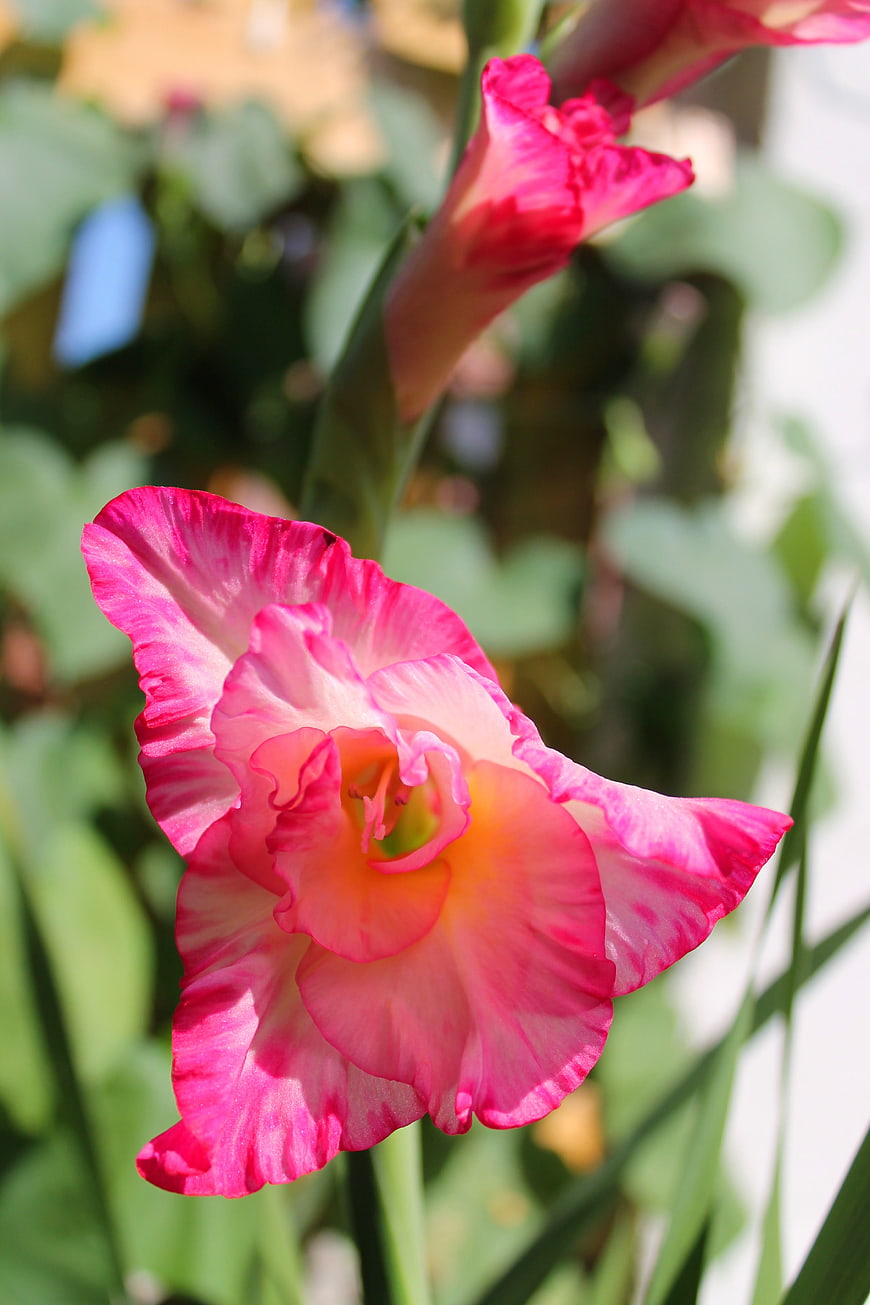 Close-up of vibrant pink and yellow gladiolus flower