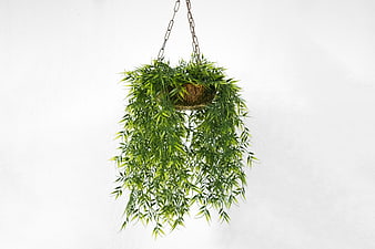 Hanging Green Plant in Wicker Basket on White Background