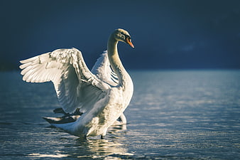 White Swan Spreading Wings on Blue Lake Water