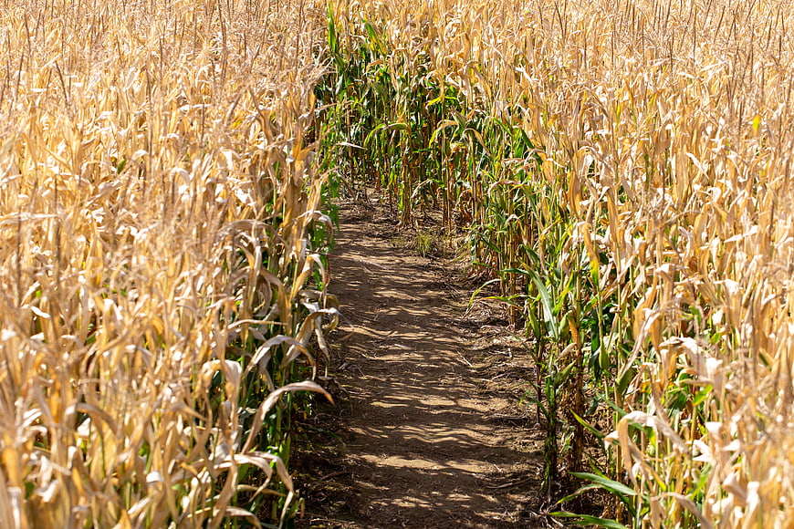 Dirt path through dry golden cornfield in autumn