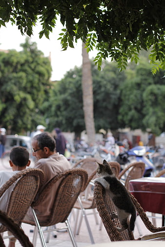 Cute kitten climbing wicker chair at outdoor cafe
