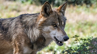 Close-up portrait of a gray wolf in a natural forest setting
