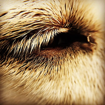 Extreme Close-Up of a Dog's Eye and Fur Texture