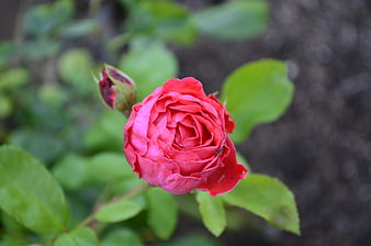 Close-up of a vibrant pink rose with green leaves