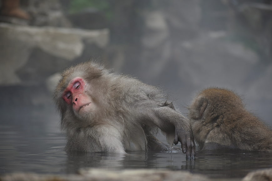 Japanese Macaque Bathing in Misty Hot Spring Water