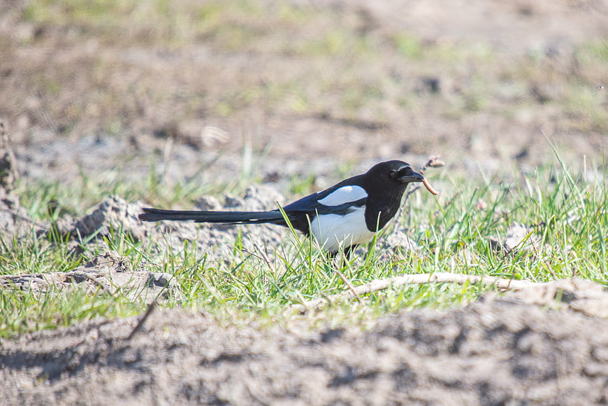 Magpie with worm in beak on grassy ground