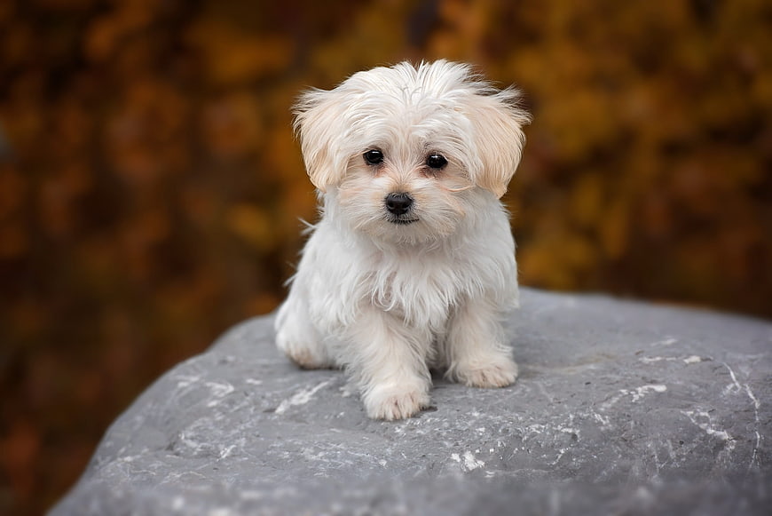Cute white Maltese puppy sitting on a rock in autumn