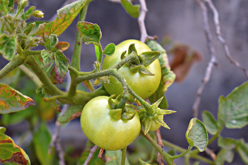 Green Tomatoes Growing on Vine with Diseased Leaves
