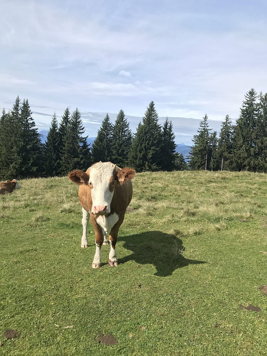 Curious brown and white cow in alpine meadow