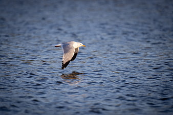 Seagull Flying Low Over Rippling Blue Water Surface