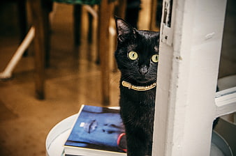 Curious Black Cat Peeking from Behind White Door Frame