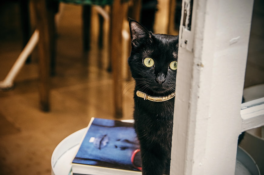 Curious Black Cat Peeking from Behind White Door Frame