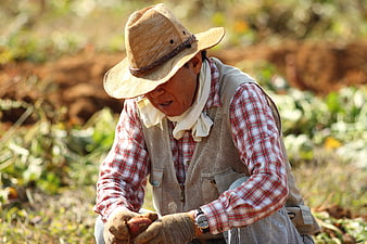 Senior Farmer Harvesting Sweet Potatoes In Rural Field