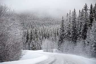Snowy Forest Road Winding Through Winter Landscape