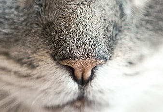 Extreme Close-Up of a Cat's Nose and Fur Texture