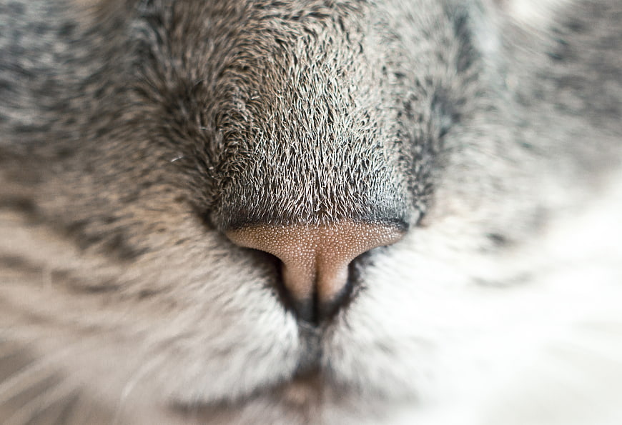 Extreme Close-Up of a Cat's Nose and Fur Texture