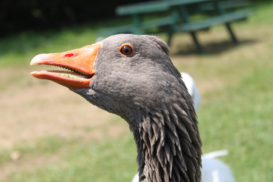 Close-up portrait of a grey goose with orange beak in a park