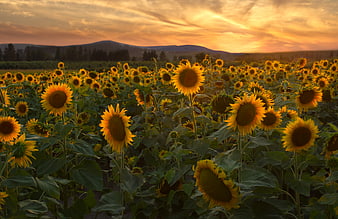 Golden Sunflower Field at Sunset with Mountains