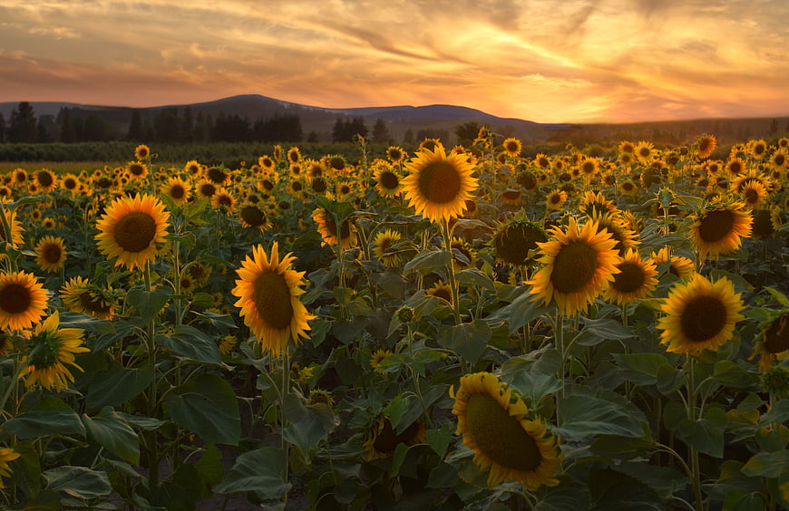 Golden Sunflower Field at Sunset with Mountains