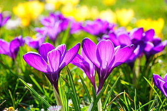 Vibrant Purple Crocus Flowers Blooming in Spring Meadow