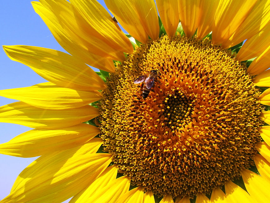 Close-up of Honeybee Pollinating Sunflower