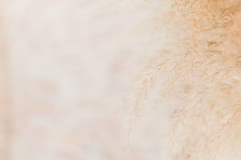Soft Blurred Pampas Grass Background with Copy Space