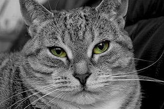 Close-up portrait of a tabby cat with striking green eyes
