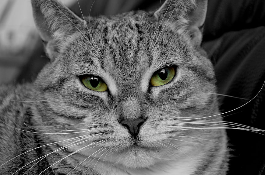 Close-up portrait of a tabby cat with striking green eyes