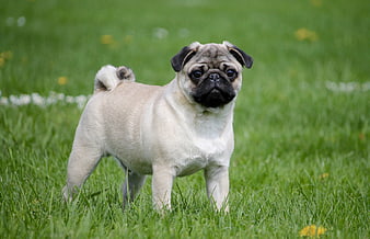 Fawn Pug Puppy Standing In Green Meadow