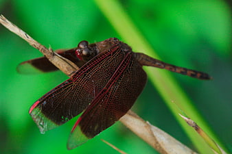 Close-up of a dark dragonfly on a twig with green background
