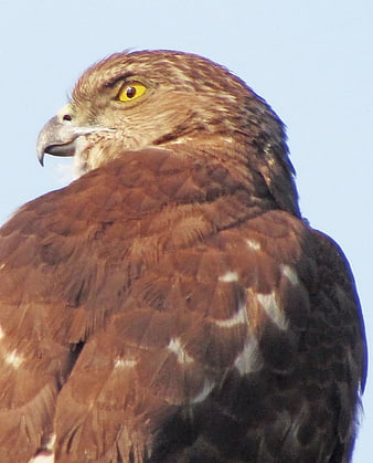 Close-up portrait of a hawk with yellow eye against blue sky