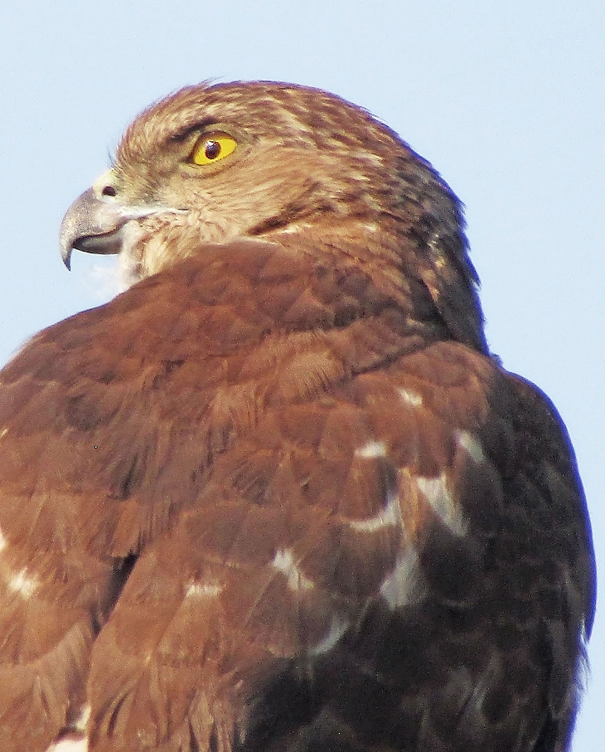 Close-up portrait of a hawk with yellow eye against blue sky