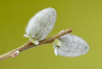 Close-up of fluffy pussy willow catkins on a branch