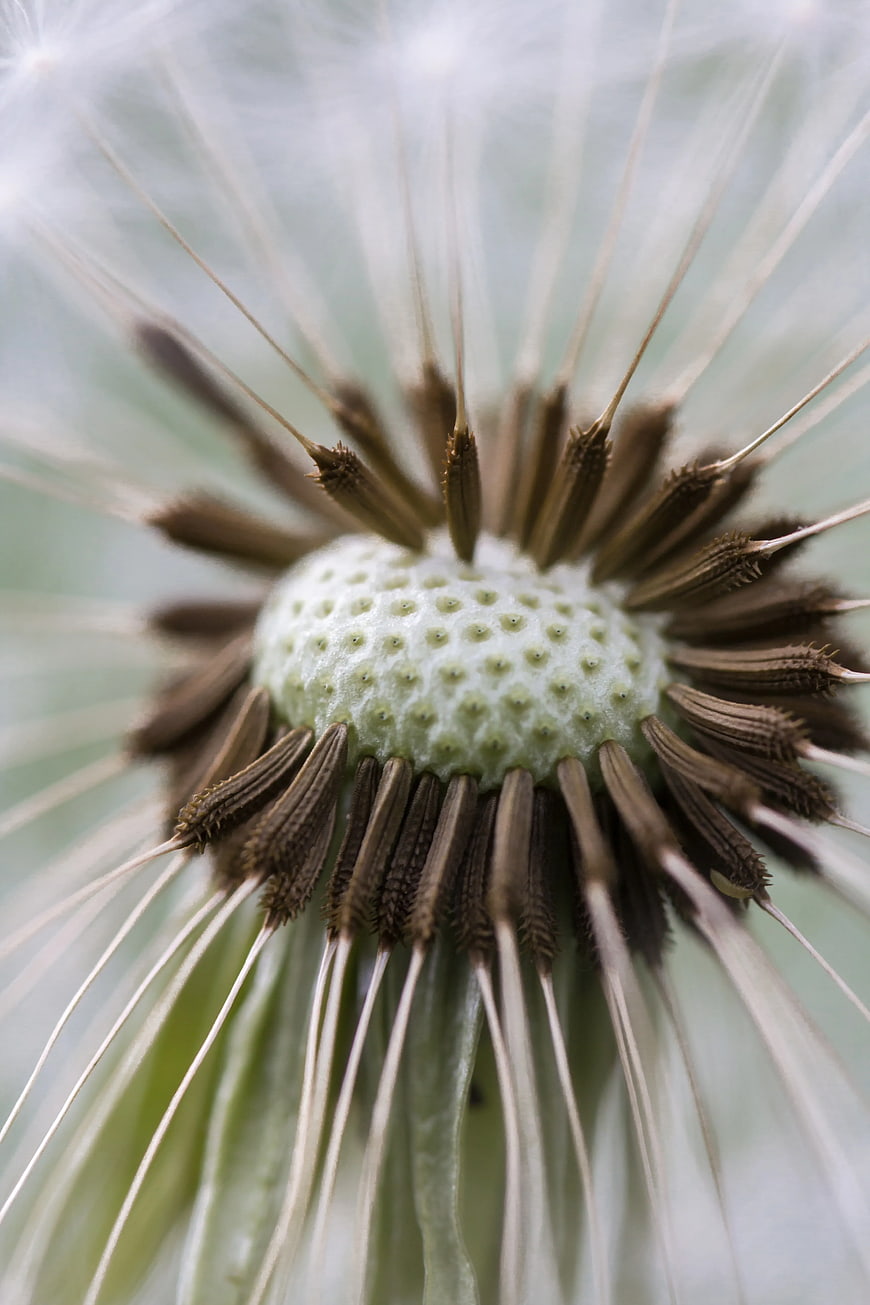 Macro Close-Up of Dandelion Seed Head Structure