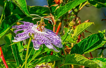 Purple Passion Flower Bloom Close Up