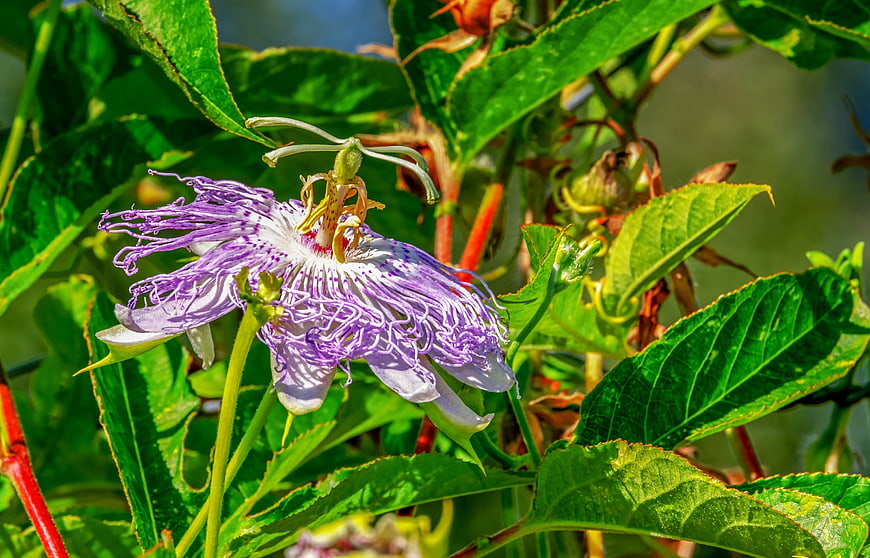 Purple Passion Flower Bloom Close Up