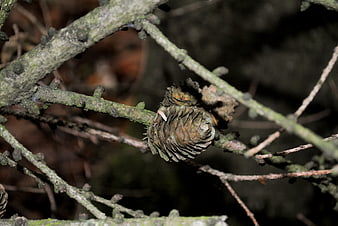 Close-up of a weathered pine cone on a mossy branch