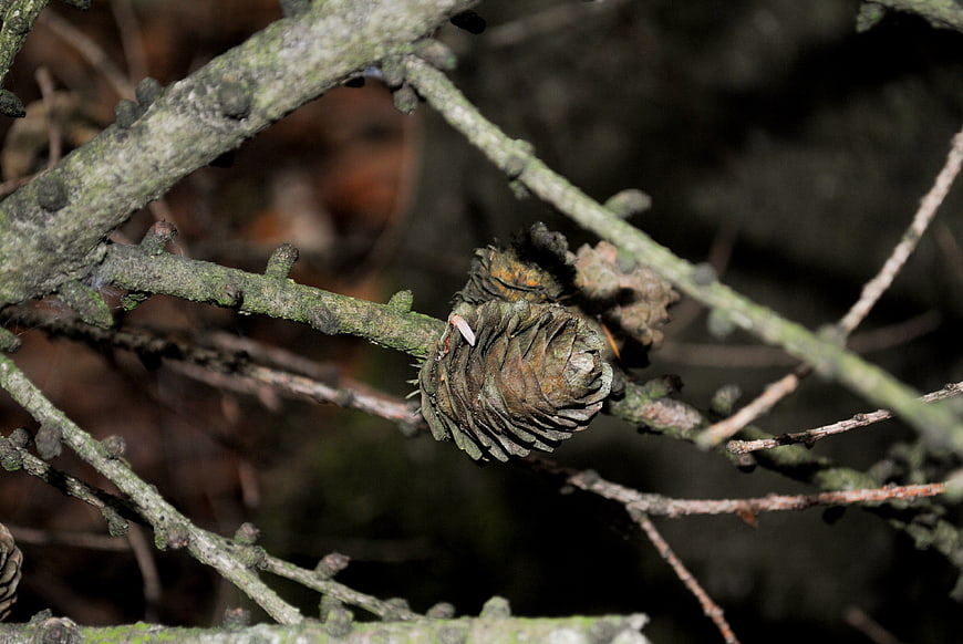 Close-up of a weathered pine cone on a mossy branch