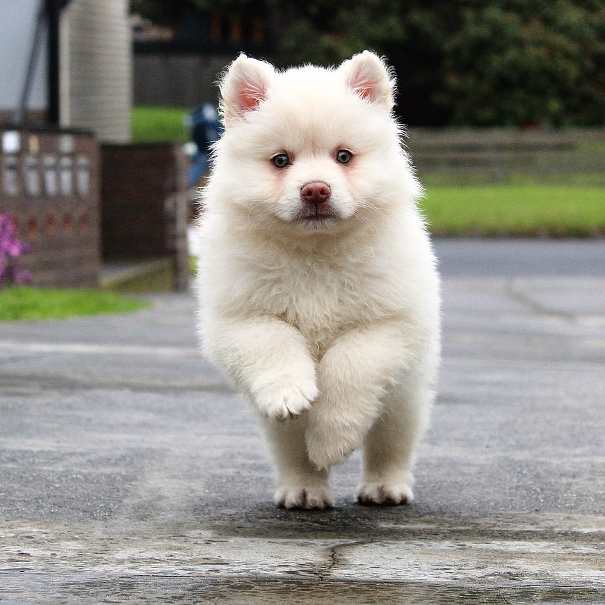 Cute white fluffy puppy running on paved path