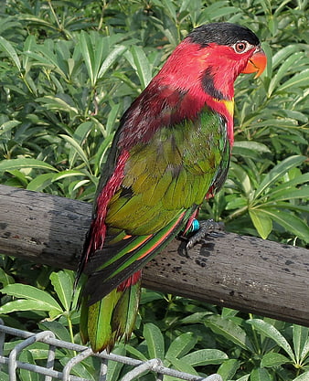 Black-capped Lorikeet Perched on Wooden Fence